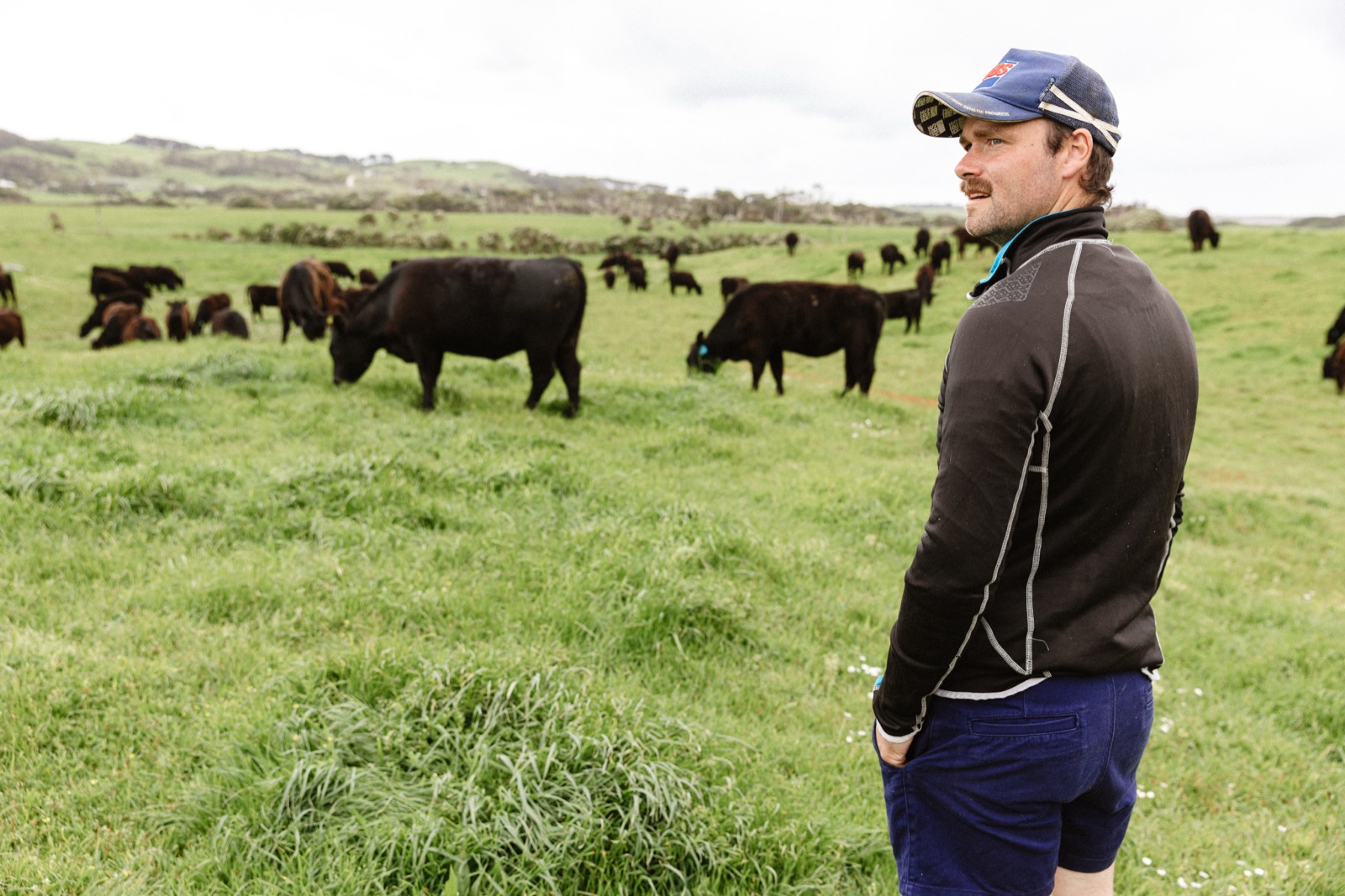 A farmer standing in a green coastal paddock, looking back over his cattle